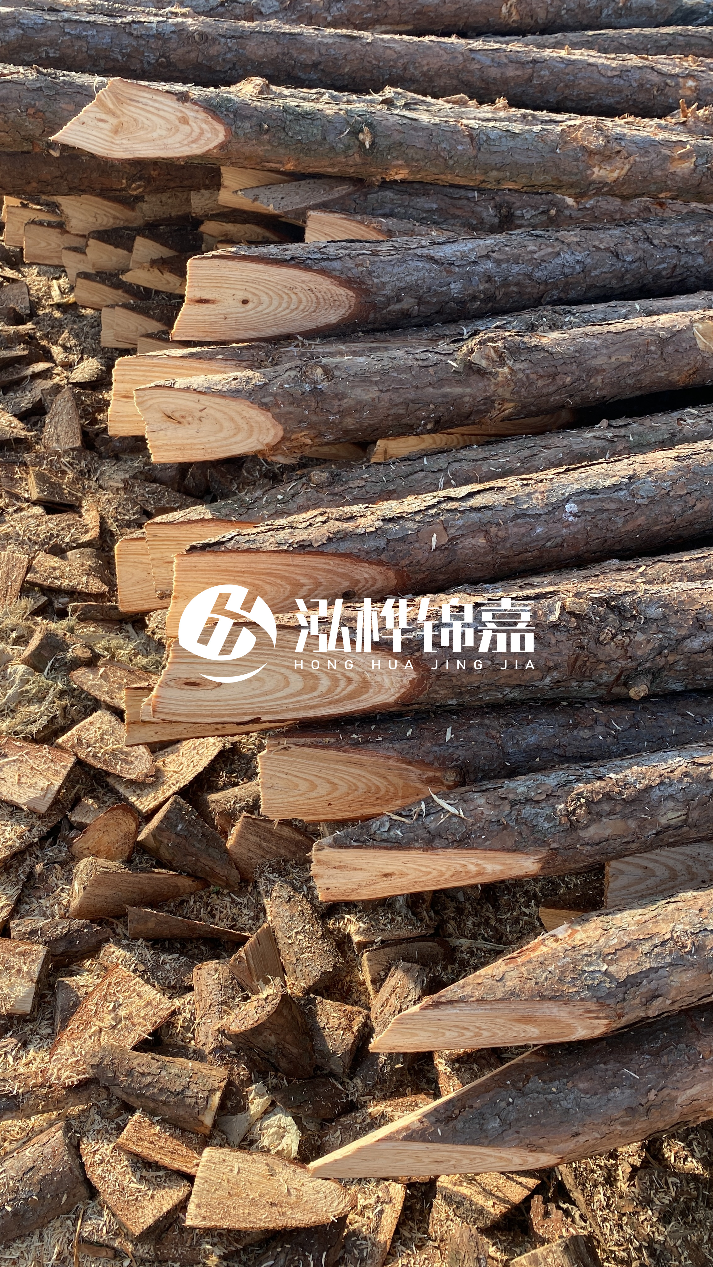松木樁怎么分辨好壞？學(xué)會這幾招，輕松分辨松木樁好壞不踩雷！